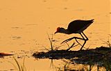 Comb-crested Jacana